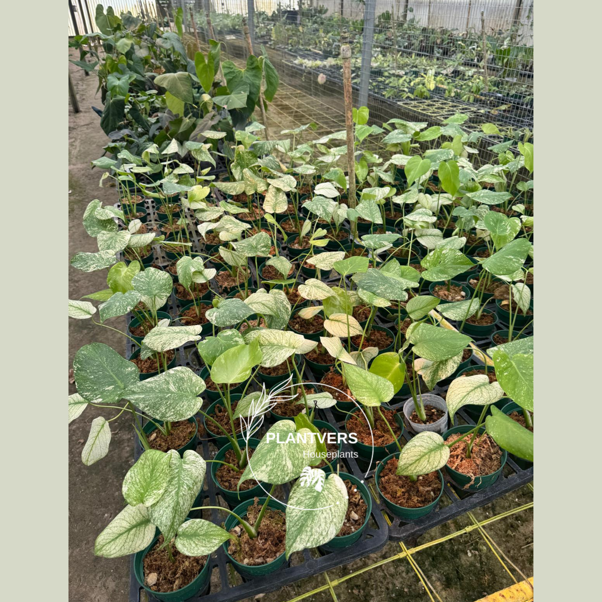 Monstera Mint, Monstera Mint Live Plant