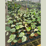 Monstera Mint, Monstera Mint Live Plant