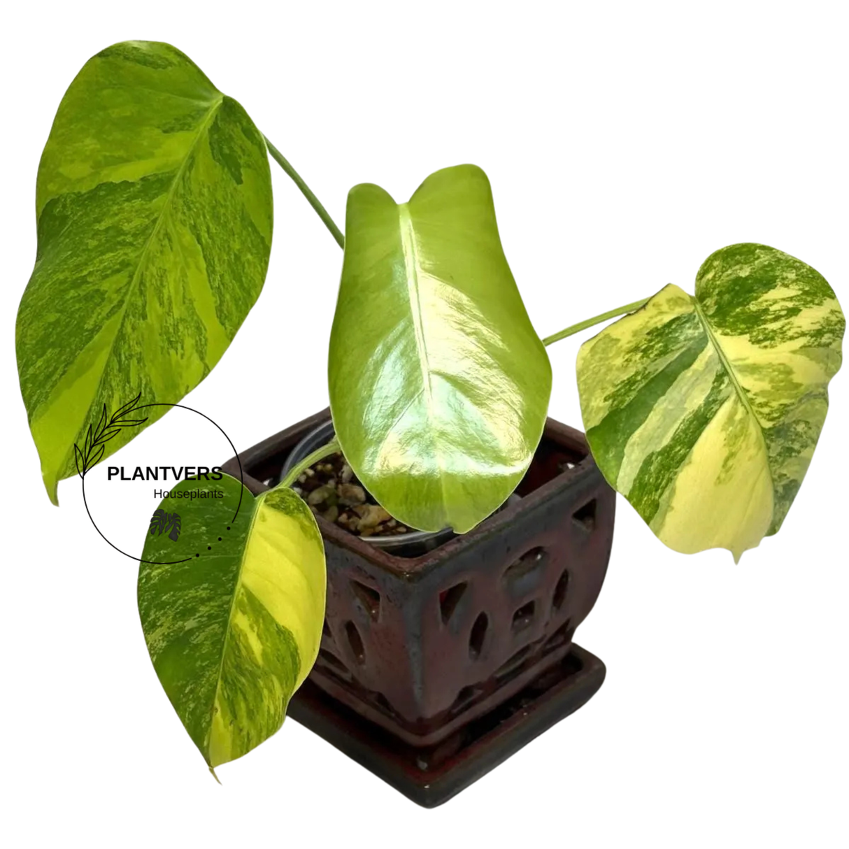 Monstera Aurea Variegated Plant