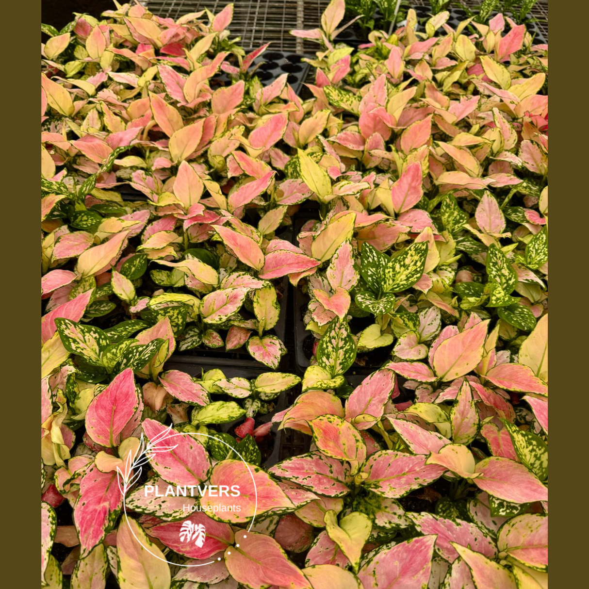 glaonema Wishes, Red Valentine, Tropical Indoor Plant