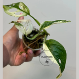 White Monstera Adansonii Albo