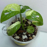 Monstera Adansonii Albo Live Plant 