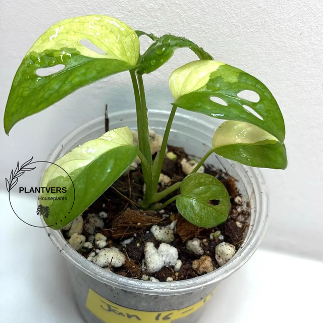 Variegated White Monstera Adansonii