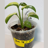 Monstera Adansonii Albo Potted Plant 