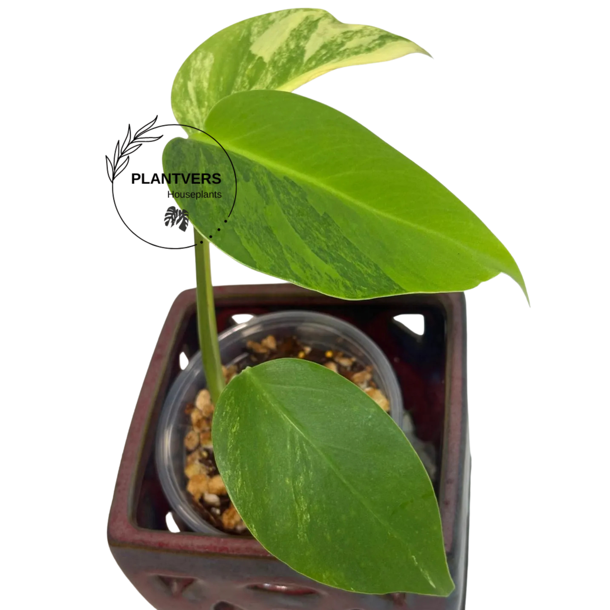 Monstera Aurea Variegated Plant