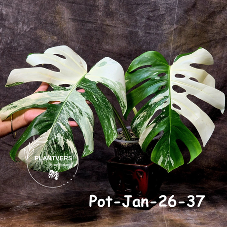 Monstera Albo - Rare Variegated Monstera Borsigiana Albo - Rare Collector Half-Moon Leaf Plant - White Monstera - EXACT Plant - US Seller