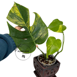 Monstera Aurea Variegated Plant