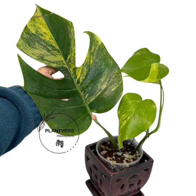 Monstera Aurea Variegated Plant