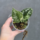Variegated Scindapsus Mayari - Rare Collector Plant - EXACT Same Plant - US Seller