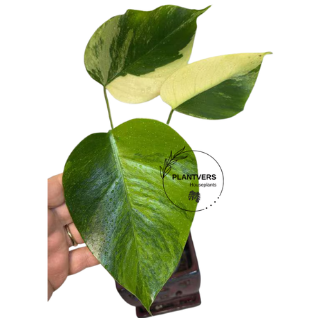 Monstera Aurea Variegated Plant