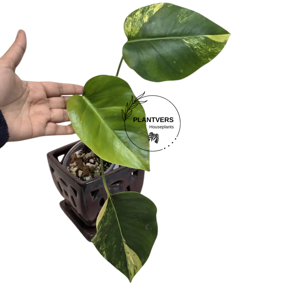 Monstera Aurea Variegated Plant