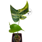 Monstera Marmota Potted Plant