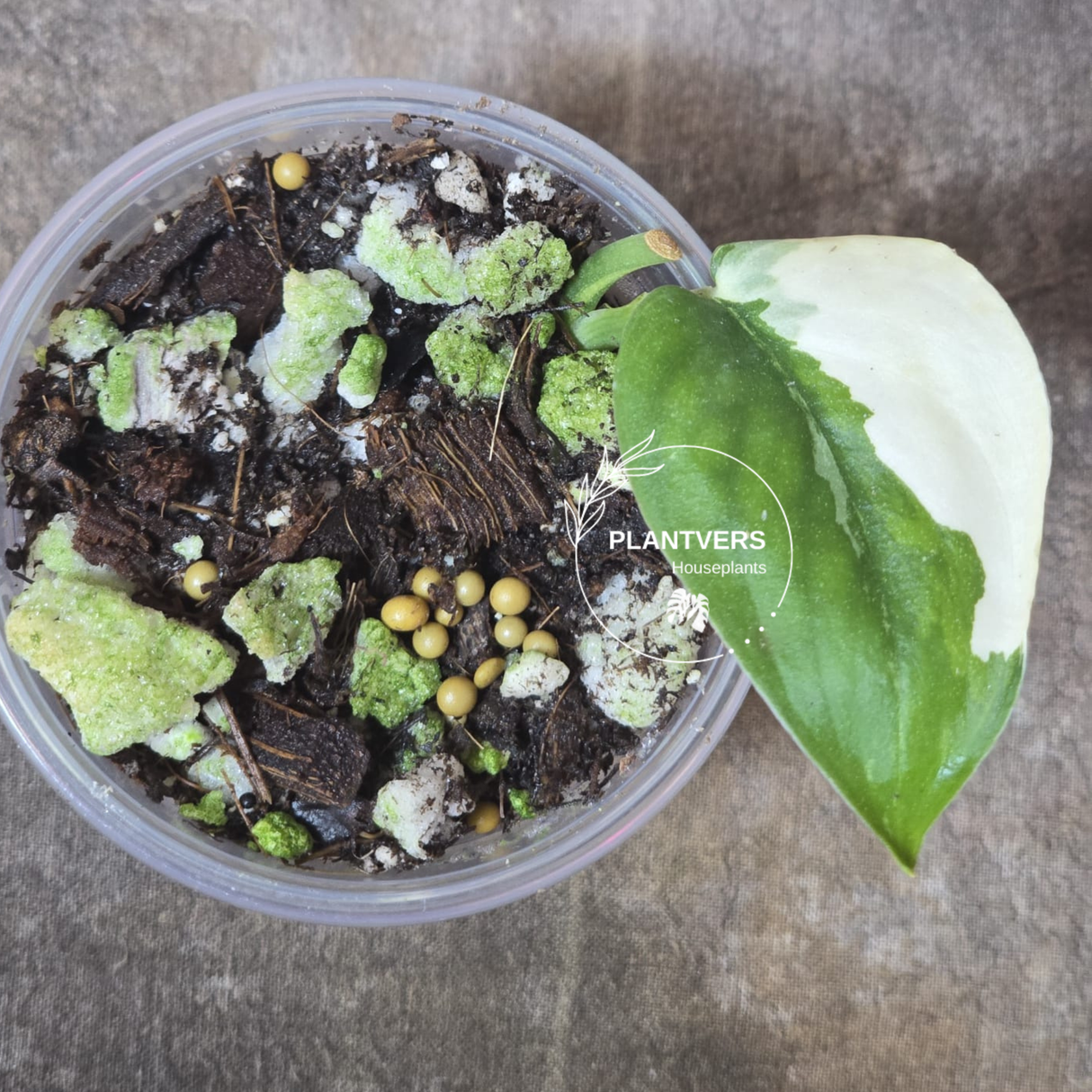 Scindapsus Jade Satin Variegated Plant - Rare Tropical - EXACT Plant - US Seller