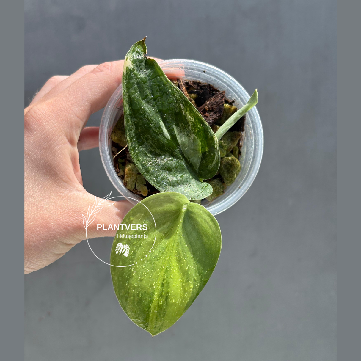 Scindapsus Jade Satin Variegated Plant - Rare Tropical - EXACT Plant - US Seller