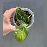 Scindapsus Jade Satin Variegated Plant - Rare Tropical - EXACT Plant - US Seller
