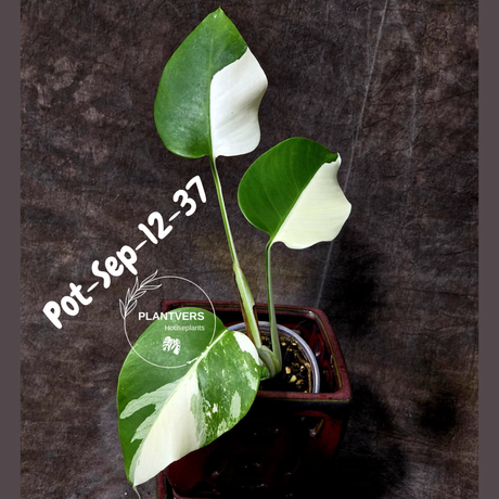 Monstera Albo - Rare Variegated Monstera Borsigiana Albo - Large Form - Monstera Albo Mature Plant - EXACT Same Plant - US Seller