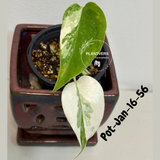 Monstera Albo - Rare Variegated Monstera Borsigiana Albo - Large Form - Monstera Albo Mature Plant - EXACT Same Plant - US Seller