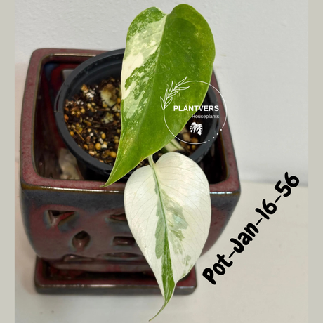 Monstera Albo - Rare Variegated Monstera Borsigiana Albo - Large Form - Monstera Albo Mature Plant - EXACT Same Plant - US Seller