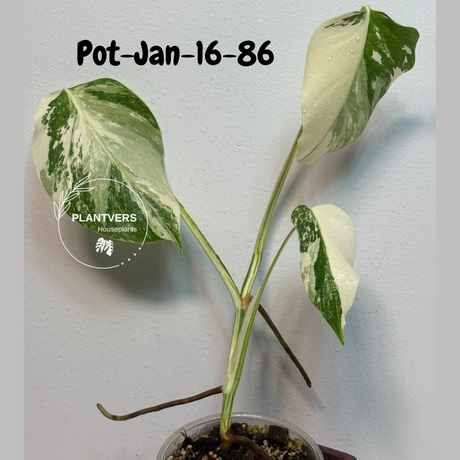 Monstera Albo - Rare Variegated Monstera Borsigiana Albo - Large Form - Monstera Albo Mature Plant - EXACT Same Plant - US Seller