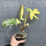Variegated Philodendron Florida Beauty in a Nursery Pot - Rare Collector Plant - Exact Plant - US Seller