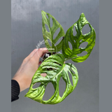 Reverted White Monstera Adansonii Albo - Rare Collector Swiss Cheese Plant - Exact Plant - US Seller