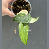 Scindapsus Jade Satin Variegated Plant - Rare Tropical - EXACT Plant - US Seller