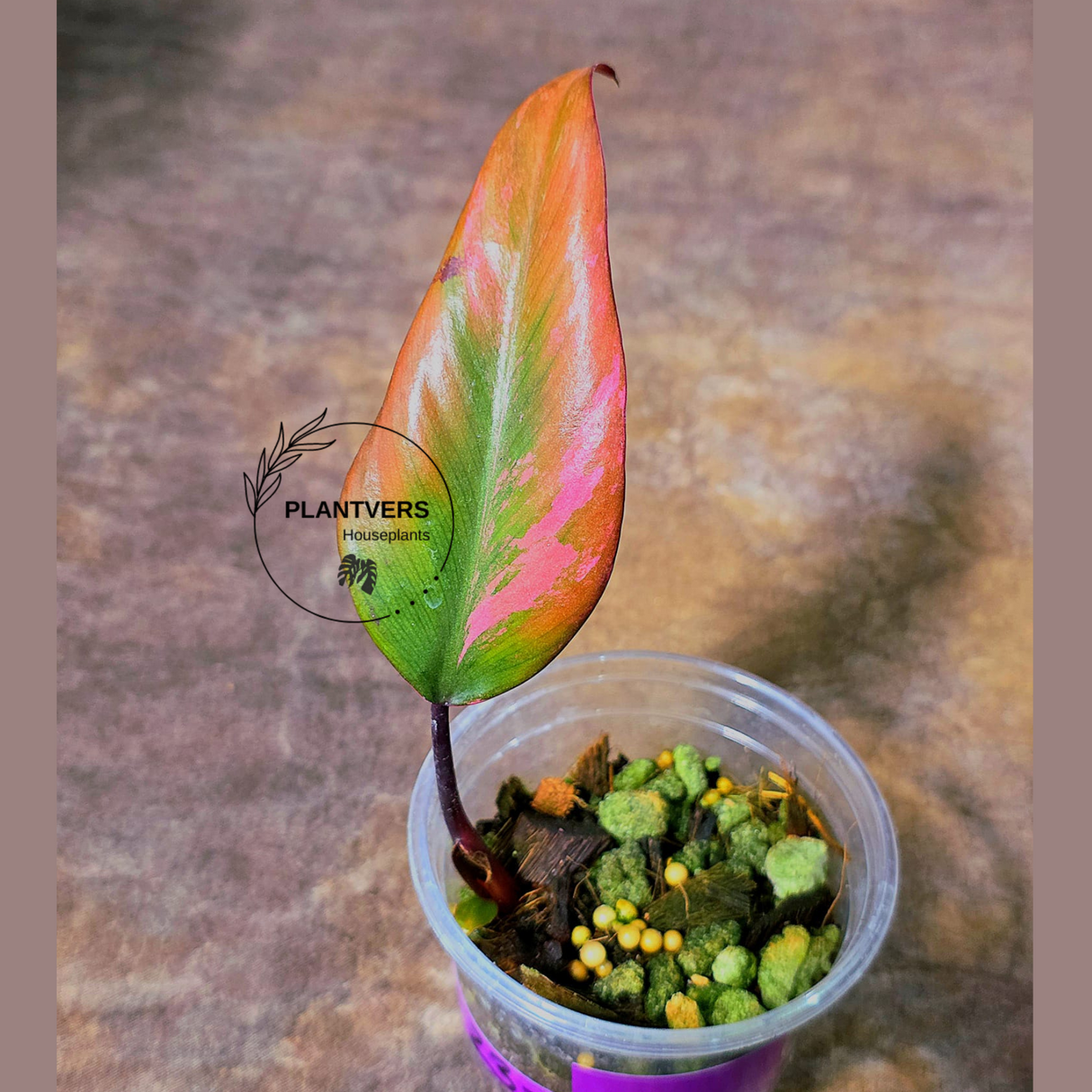 High Variegated Philodendron Strawberry Shake - Rare Collector Plant - Exact Plant - US Seller