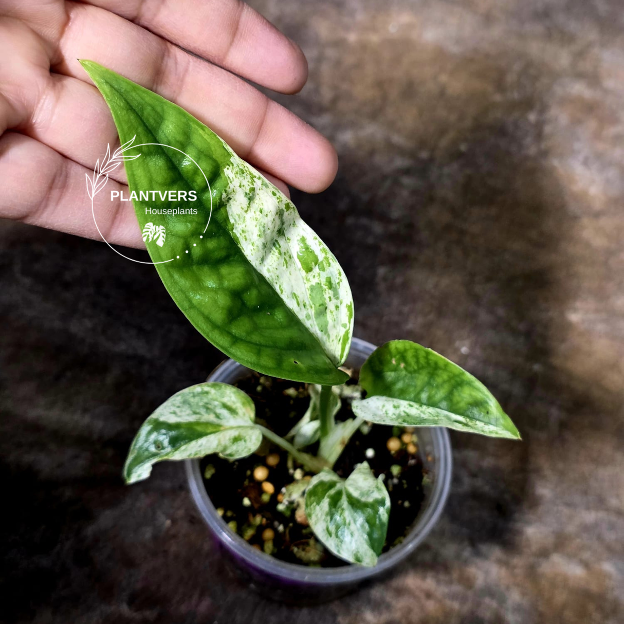 RARE Variegated Epipremnum Pinnatum Albo Plant in a Nursery Pot - Exact SAME Plant - US Seller