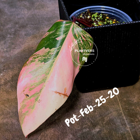 Philodendron Strawberry Shake High Variegated Live Plant - EXACT Same Plant - US Seller