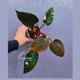 Philodendron Orange Princess Live Plant - Rare Collector Plant - Indoor Houseplant - Exact Plant - US Seller