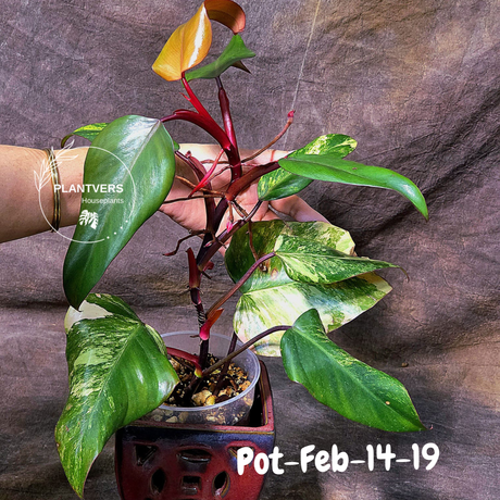 Philodendron Strawberry Shake High Variegated Live Plant - EXACT Same Plant - US Seller