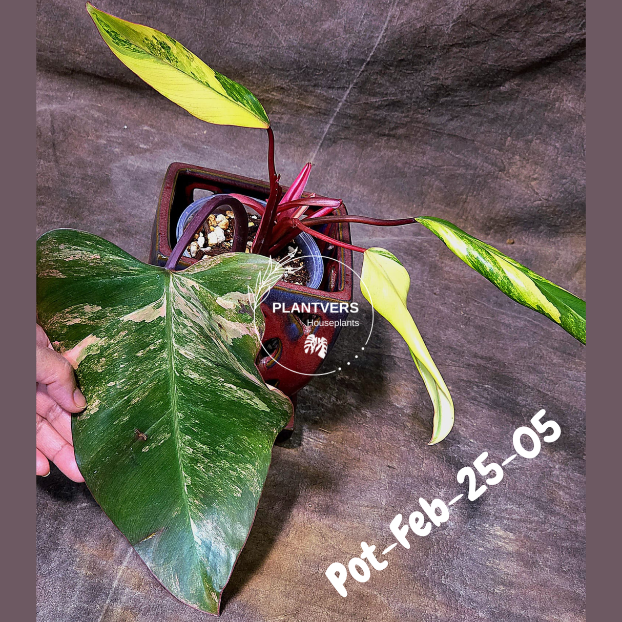 Philodendron Strawberry Shake High Variegated Live Plant - EXACT Same Plant - US Seller