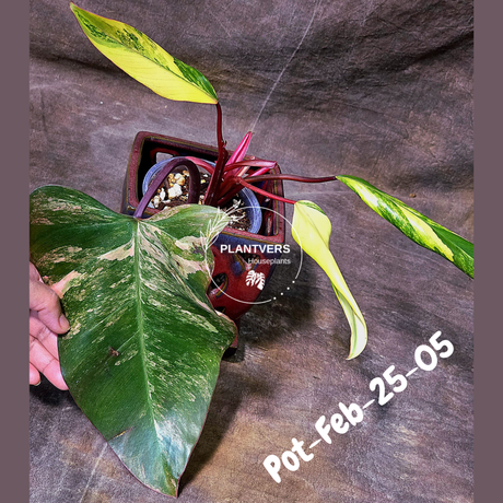 Philodendron Strawberry Shake High Variegated Live Plant - EXACT Same Plant - US Seller