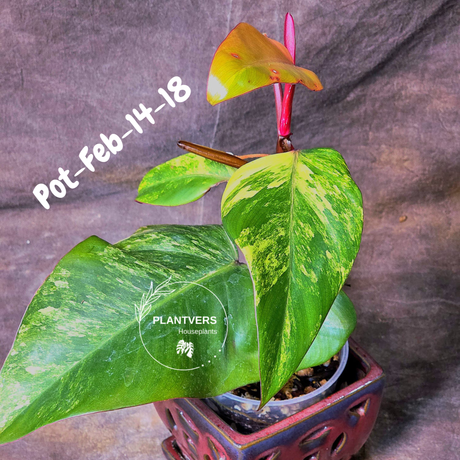 Philodendron Strawberry Shake High Variegated Live Plant - EXACT Same Plant - US Seller