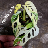 Variegated Monstera Adansonii Albo Plant Live - Rare Swiss Cheese EXACT Same Plant - Half-Moon Leaf - Collector's Aroid - US Seller