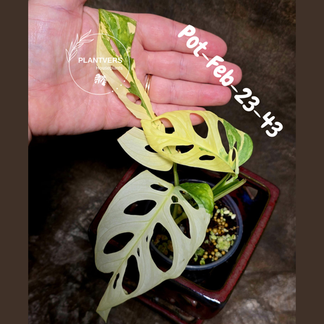 Variegated Monstera Adansonii Albo Plant Live - Rare Swiss Cheese EXACT Same Plant - Half-Moon Leaf - Collector's Aroid - US Seller