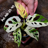 Variegated Monstera Adansonii Albo Plant Live - Rare Swiss Cheese EXACT Same Plant - Half-Moon Leaf - Collector's Aroid - US Seller