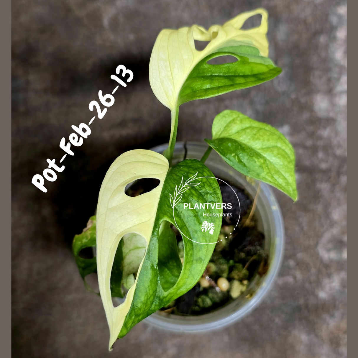 Variegated Monstera Adansonii Albo Plant Live - Rare Swiss Cheese EXACT Same Plant - Half-Moon Leaf - Collector's Aroid - US Seller