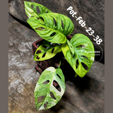 Variegated Monstera Adansonii Albo Plant Live - Rare Swiss Cheese EXACT Same Plant - Half-Moon Leaf - Collector's Aroid - US Seller