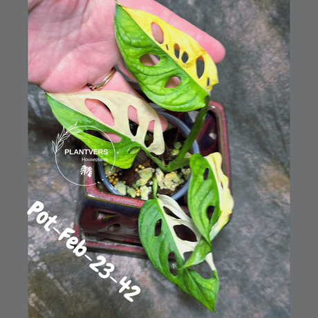 Variegated Monstera Adansonii Albo Plant Live - Rare Swiss Cheese EXACT Same Plant - Half-Moon Leaf - Collector's Aroid - US Seller