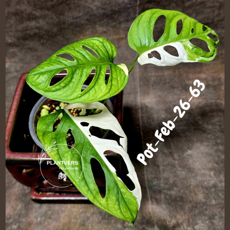 Variegated Monstera Adansonii Albo Plant Live - Rare Swiss Cheese EXACT Same Plant - Half-Moon Leaf - Collector's Aroid - US Seller