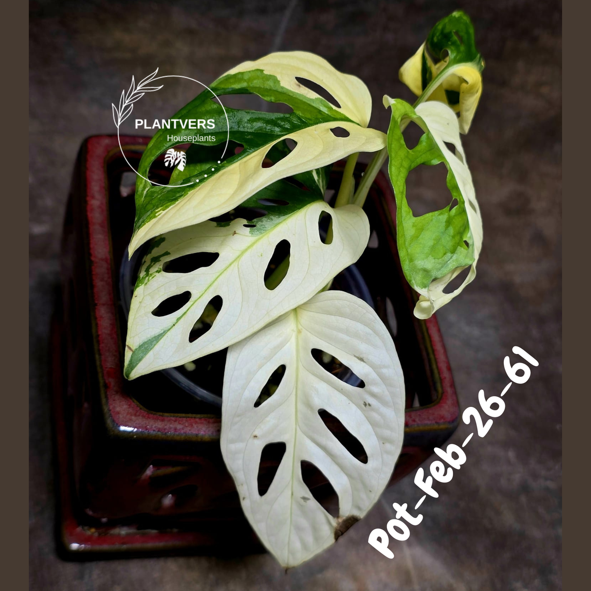 Variegated Monstera Adansonii Albo Plant Live - Rare Swiss Cheese EXACT Same Plant - Half-Moon Leaf - Collector's Aroid - US Seller