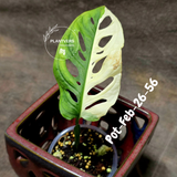 Variegated Monstera Adansonii Albo Plant Live - Rare Swiss Cheese EXACT Same Plant - Half-Moon Leaf - Collector's Aroid - US Seller