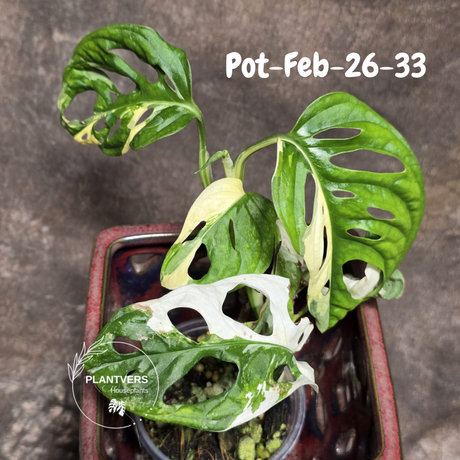 Variegated Monstera Adansonii Albo Plant Live - Rare Swiss Cheese EXACT Same Plant - Half-Moon Leaf - Collector's Aroid - US Seller