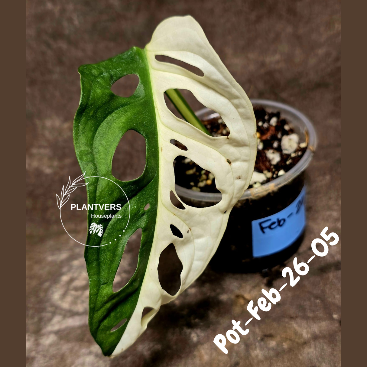 Variegated Monstera Adansonii Albo Plant Live - Rare Swiss Cheese EXACT Same Plant - Half-Moon Leaf - Collector's Aroid - US Seller