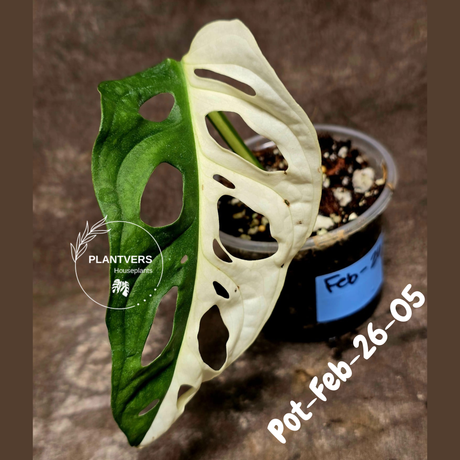 Variegated Monstera Adansonii Albo Plant Live - Rare Swiss Cheese EXACT Same Plant - Half-Moon Leaf - Collector's Aroid - US Seller