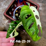 Monstera Adansonii Albo