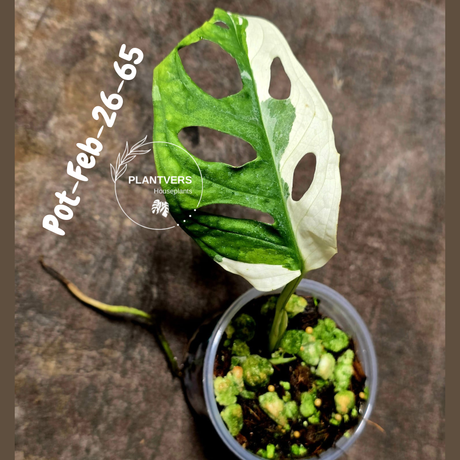 Variegated Monstera Adansonii Albo Plant Live - Rare Swiss Cheese EXACT Same Plant - Half-Moon Leaf - Collector's Aroid - US Seller