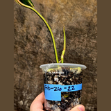 Variegated Philodendron Florida Beauty in a Nursery Pot - Rare Collector Plant - Exact Plant - US Seller