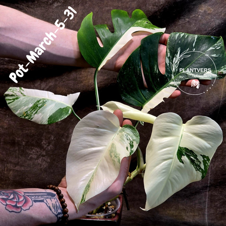 Rare Variegated Monstera Albo – Large Form White Monstera Borsigiana (Exact Plant)